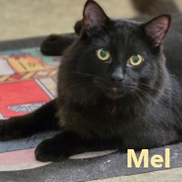 Adopt Mel