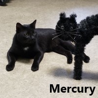 Adopt Mercury