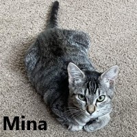 Adopt Mina