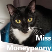 Adopt Miss Moneypenny