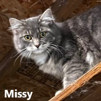 Adopt Missy