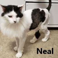 Adopt Neal 