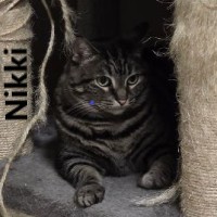 Adopt Nikki