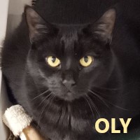 Adopt Oly (Aly)