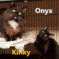 Adopt Onyx and Kinky