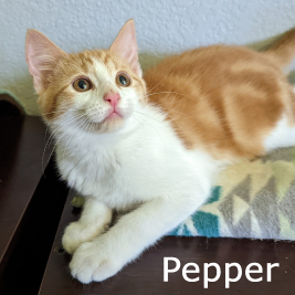 Adopt Pepper 