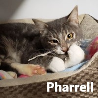 Adopt Pharrell