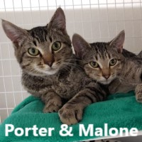 Adopt Porter and Malone