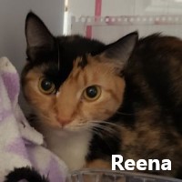 Adopt Reena