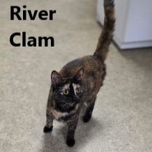 Adopt River Clam 