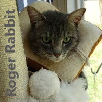 Adopt Roger Rabbit