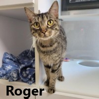 Adopt Roger