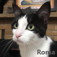 Adopt Roma