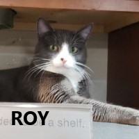 Adopt Roy