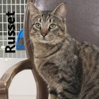Adopt Yukon and Russet