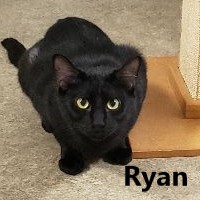 Adopt Ryan