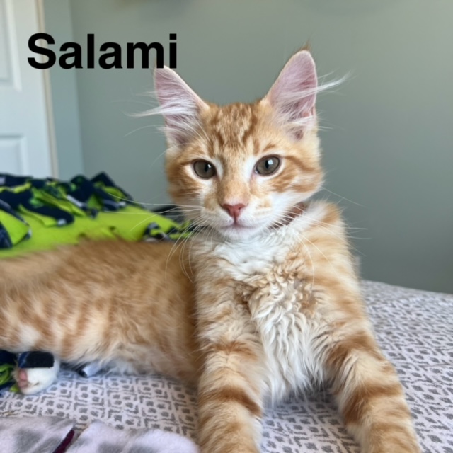 Adopt Salami