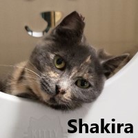 Adopt Shakira