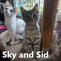 Adopt Sky and Sid