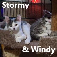 Adopt Stormy and Windy