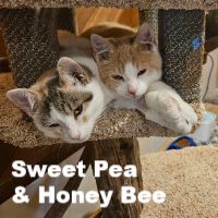 Adopt Sweet Pea and Honey Bee