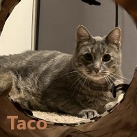 Adopt Taco Bellerman