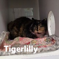 Adopt Tigerlilly