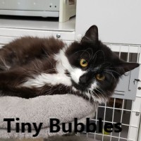 Adopt Bubbles