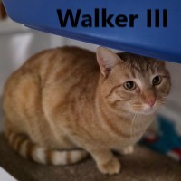 Adopt Walker III 