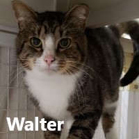 Adopt Walter