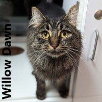 Adopt Willow Dawn