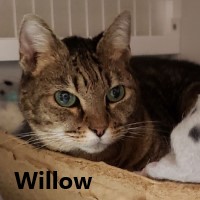 Adopt Willow