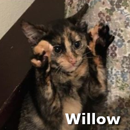 Adopt Willow