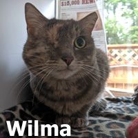 Adopt Wilma