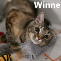 Adopt Winne