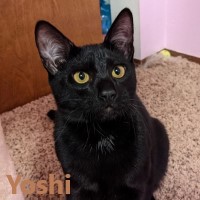 Adopt Yoshi