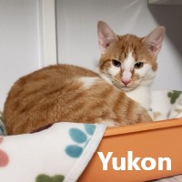 Adopt Yukon and Russet