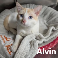 Adopt Alvin