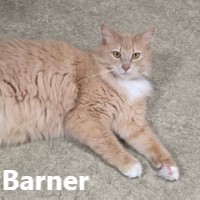Adopt Ollie 