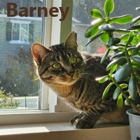 Adopt Barney