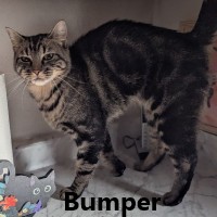Adopt Bumper 