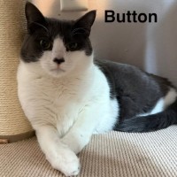 Adopt Button and Penny