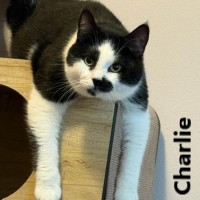 Adopt Charlie