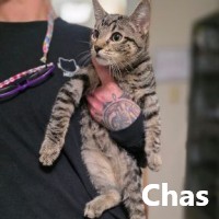 Adopt Chas