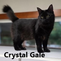 Adopt Crystal Gayle