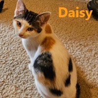 Adopt Jack and Daisy