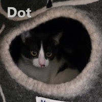 Adopt Dot 
