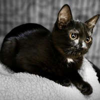 Adopt Doug 