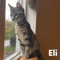 Adopt Eli