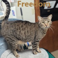 Adopt Monty and Hello Kitty 